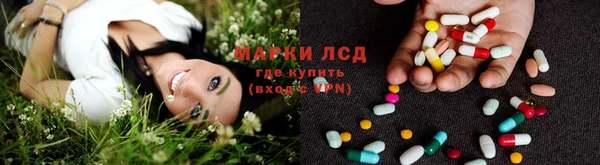 прущие грибы Надым