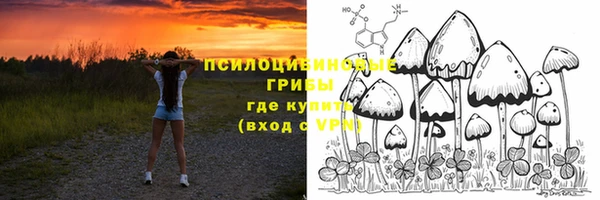 прущие грибы Надым